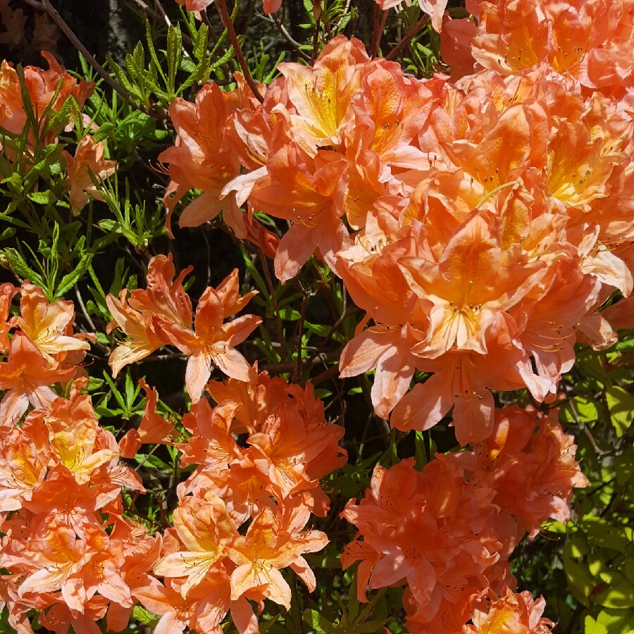 Plant image Rhododendron 'Mollis'