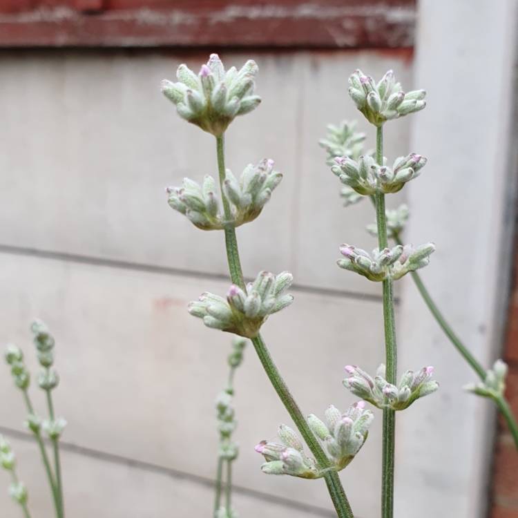 Plant image Lavandula angustifolia 'Rosea'