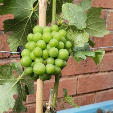 Grape Vine 'Pinot Blanc'