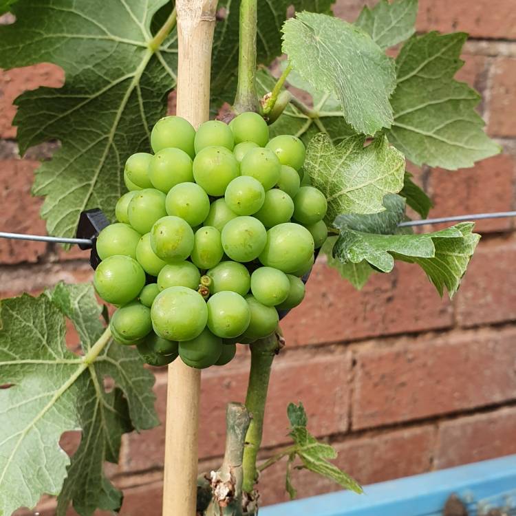 Plant image Vitis vinifera 'Pinot Blanc'