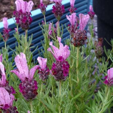 Lavender 'Javelin Forte Deep Rose'