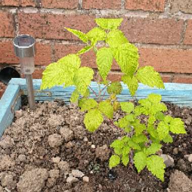 Raspberry 'Black Jewel'