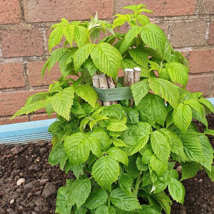 Plant image Rubus Idaeus 'All Gold'