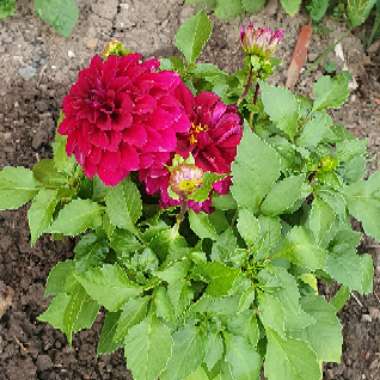 Border Dahlia