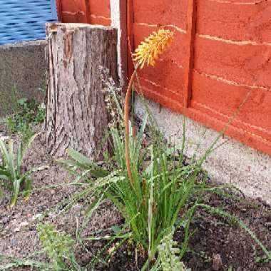 Red Hot Poker