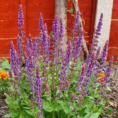 Balkan Clary Sage 'Ostfriesland'