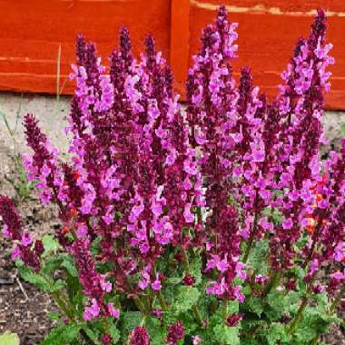 Salvia 'Rose Marvel'