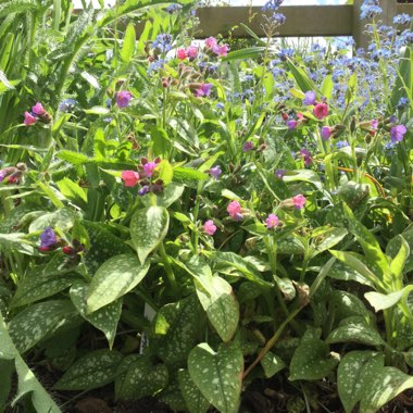 Pulmonaria