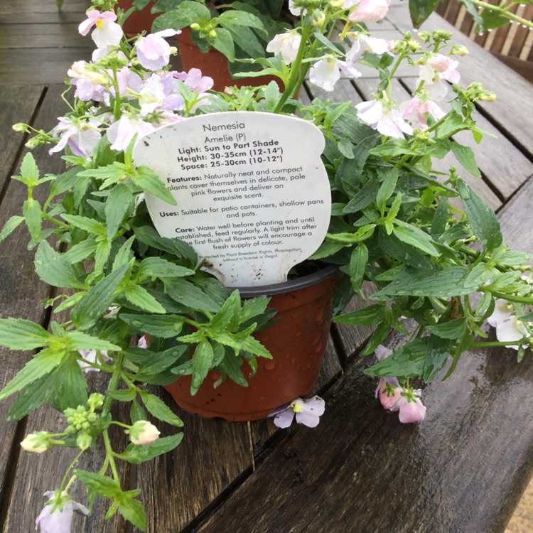 Plant image Nemesia 'Aromatica Rose Pink'