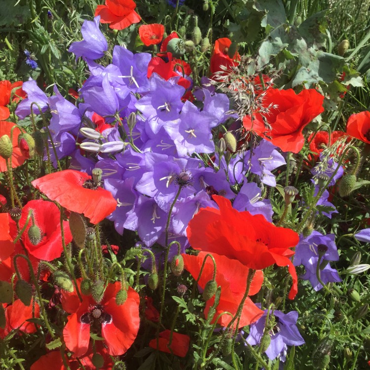 Plant image Campanula persicifolia 'Cornish Mist'