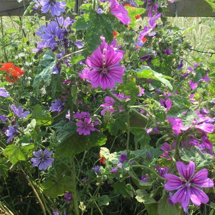 Plant image Malva