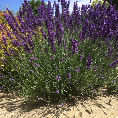 Lavandula angustifolia