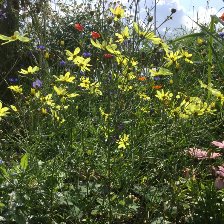 Plant image Coreopsis verticillata 'Moonbeam'