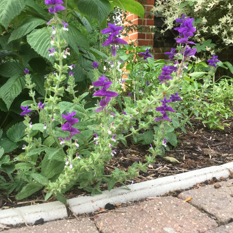 Plant image Salvia viridis 'Blue Denim'