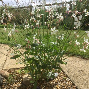 Oenothera lindheimeri 'Sparkle White' syn. Gaura lindheimeri 'Sparkle White'