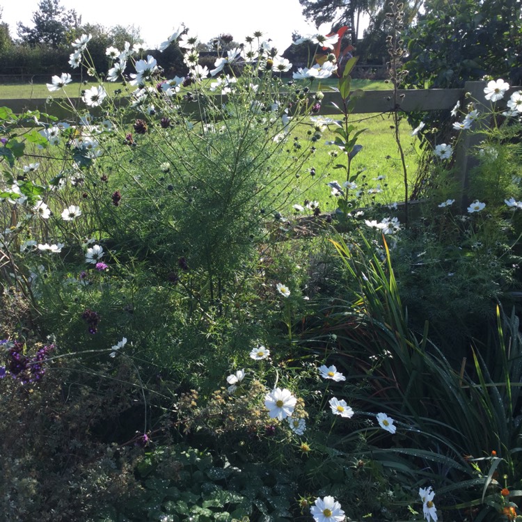 Plant image Cosmos Bipinnatus 'Purity'