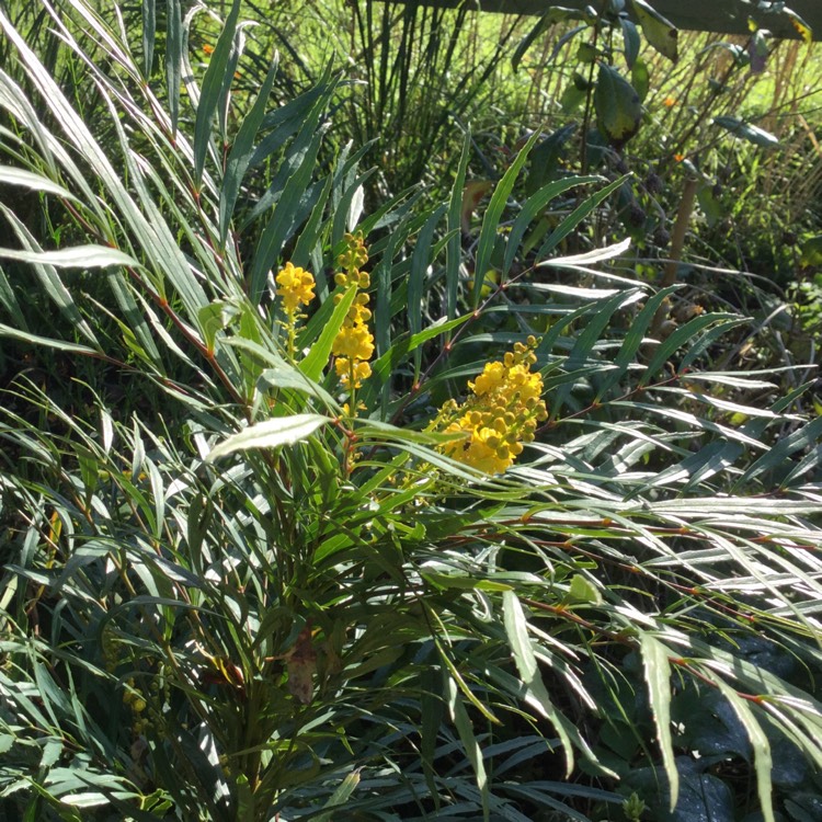 Plant image Mahonia eurybracteata subsp. ganpinensis 'Soft Caress'