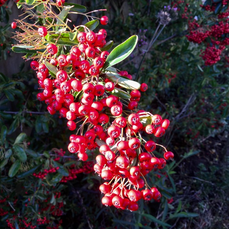 Plant image Pyracantha coccinea 'Red Column'