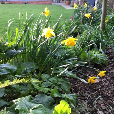 Narcissus 'King Alfred'