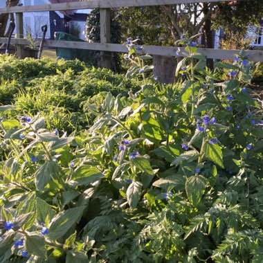 Pentaglottis Sempervirens