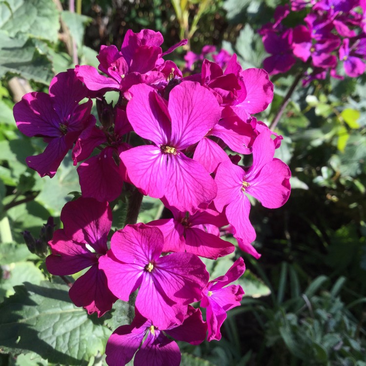 Plant image Lunaria annua