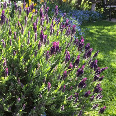 Lavandula 'Regal Splendour'