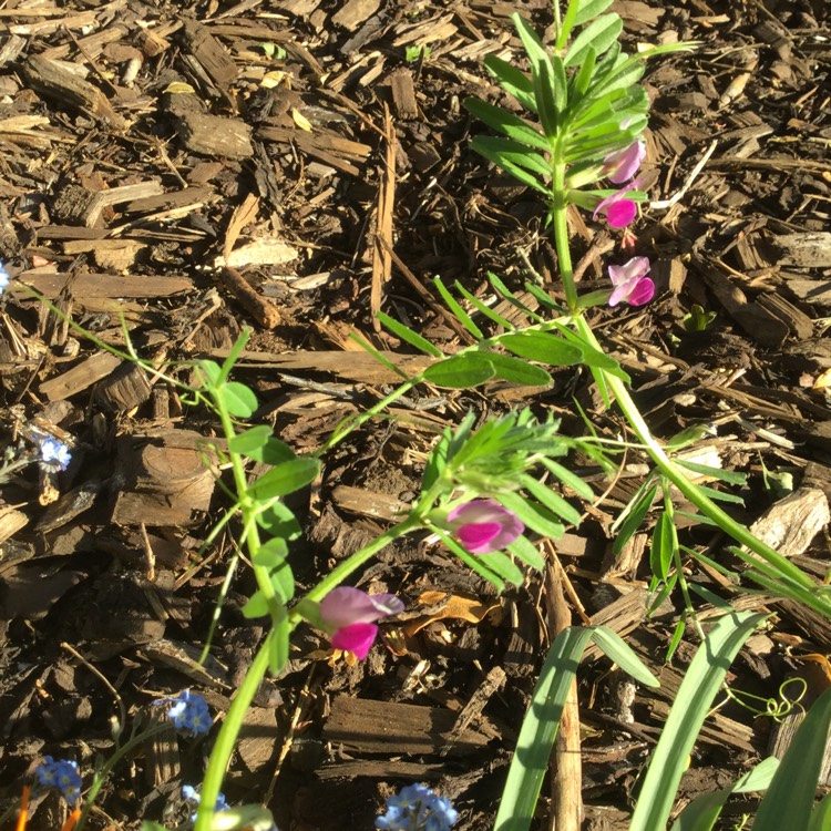 Plant image Vicia sativa syn. Vicia bacla ; Vicia communis ; Vicia glabra ; Vicia nemoralis