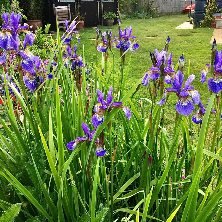 Plant image Iris versicolor