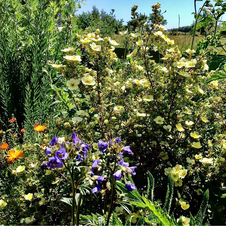 Plant image Potentilla fruticosa 'Primrose Beauty'