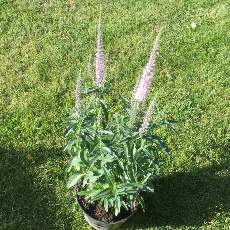 Plant image Veronica 'Novaverpin' (Moody Blues Series) syn. Veronica 'Pink Moody Blues', Veronica 'Moody Blues Pink'