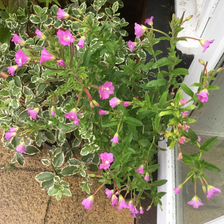 Plant image Epilobium hirsutum