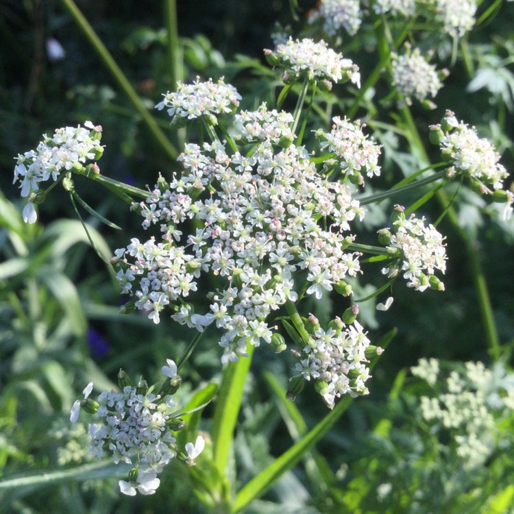 Plant image Anthriscus sylvestris