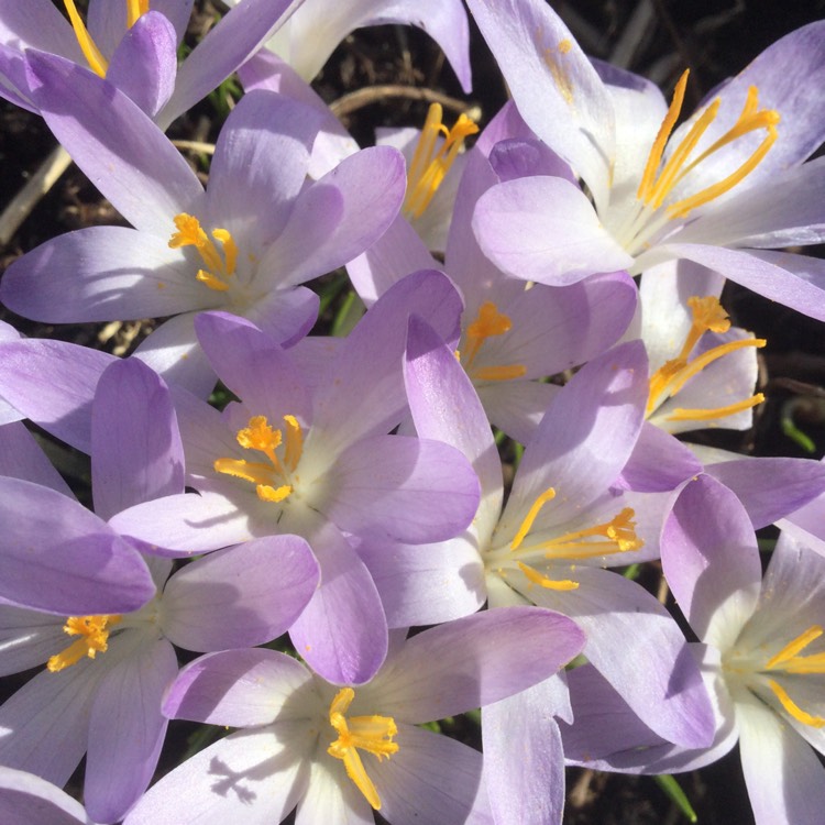 Plant image Crocus vernus 'Grand Maitre'