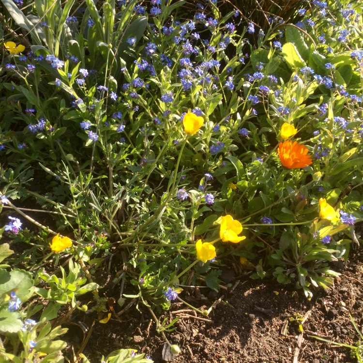 Plant image Ranunculus acris 'Citrinus'