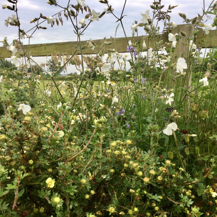 Plant image Silene latifolia