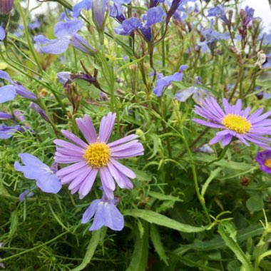 Brachyscome iberidifolia