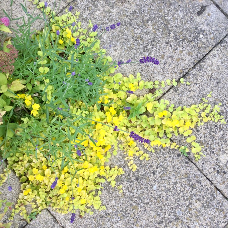 Plant image Lysimachia nummularia 'Aurea'