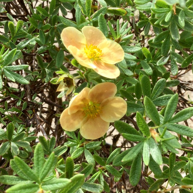 Plant image Potentilla fruticosa 'Daydawn'