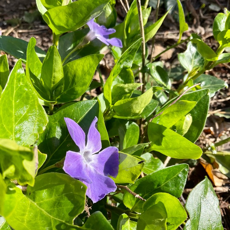 Plant image Vinca major