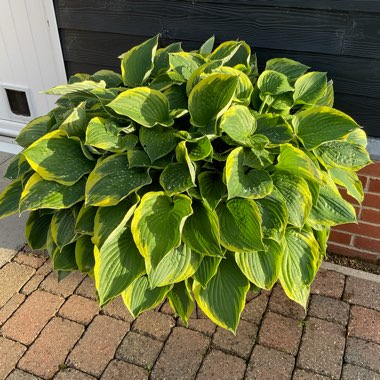 Hosta