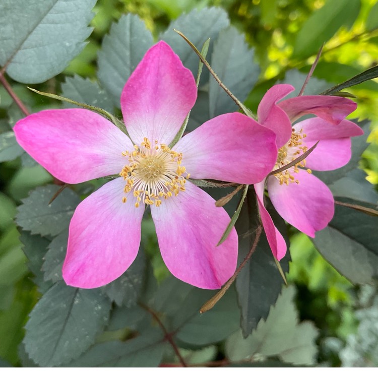 Plant image Rosa glauca syn. Rosa rubrifolia, Rosa ferruginea