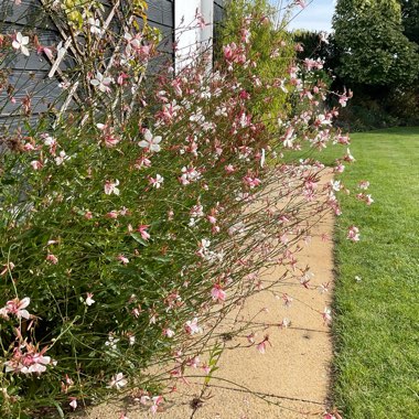 Oenothera lindheimeri 'Sparkle White' syn. Gaura lindheimeri 'Sparkle White'