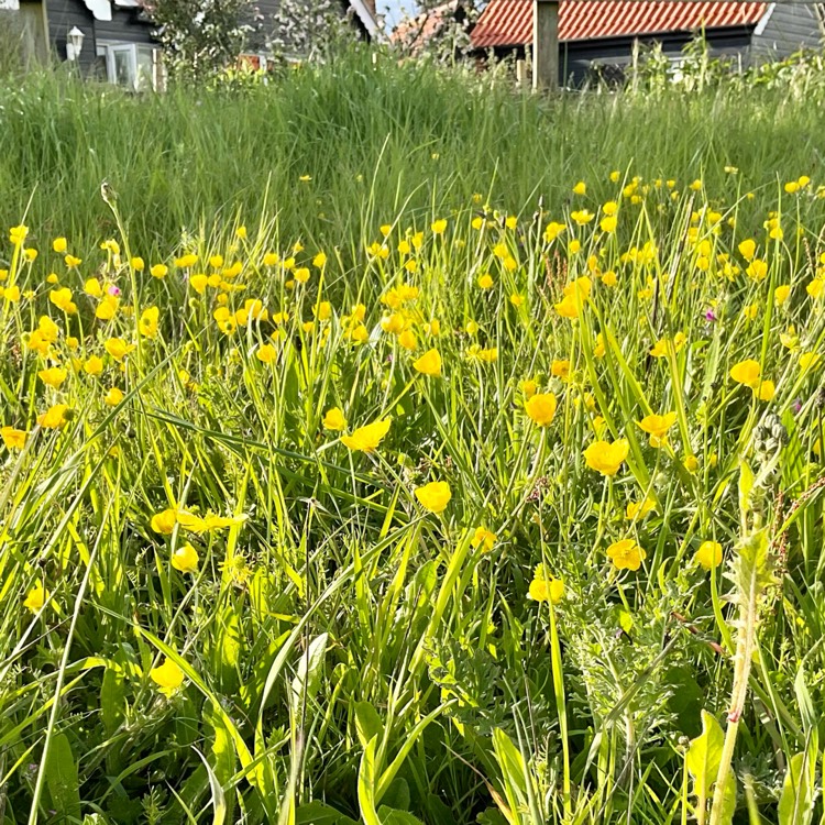 Plant image Ranunculus acris 'Citrinus'