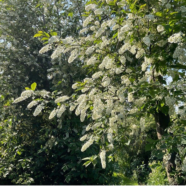 Plant image Prunus padus