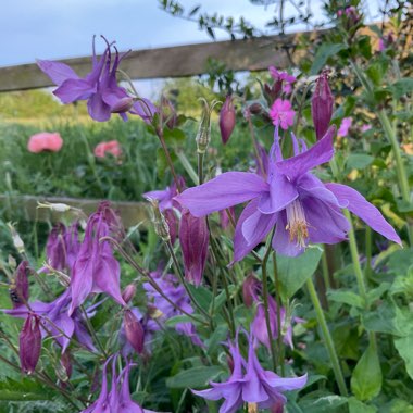 Columbine