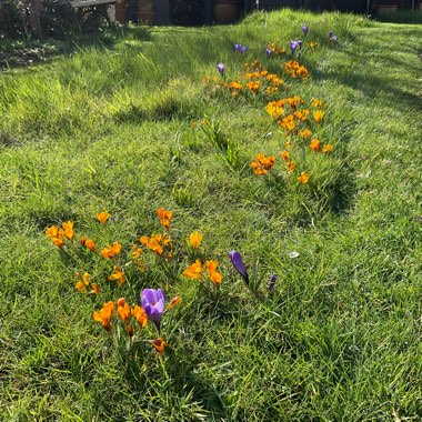 Crocus (Spring)