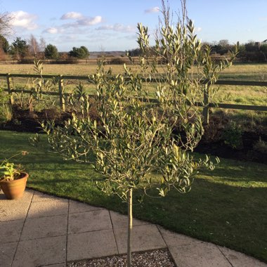 Olea europaea 'Correggiola'