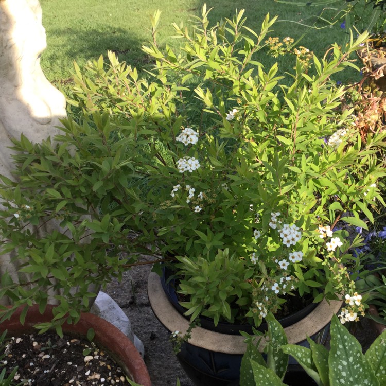 Plant image Spiraea prunifolia 'Plena'