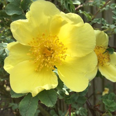 Rosa xanthina 'Canary Bird'