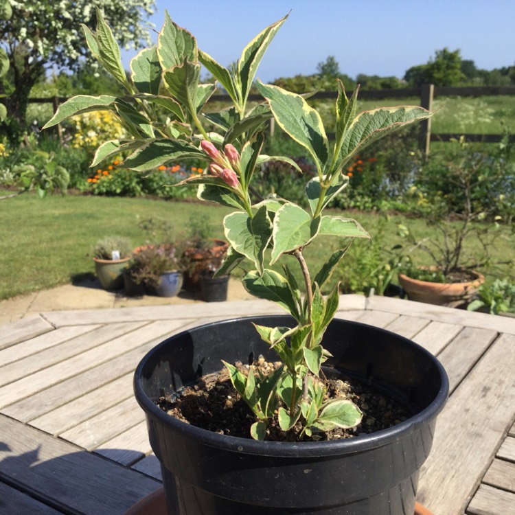 Plant image Weigela 'Kosteriana Variegata'